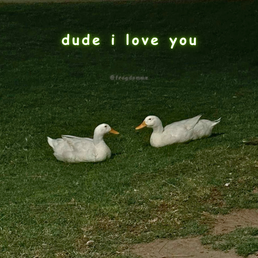 photo of two ducks sitting in the grass with text overlay 'dude i love you'